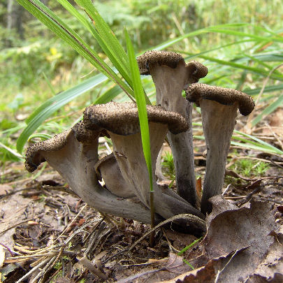  Image name: Trombetta dei Morti2.jpg 
 width: 405 pixel 
 height: 405 pixel 
 Size: 80626 bytes 
 Click to enlarge 